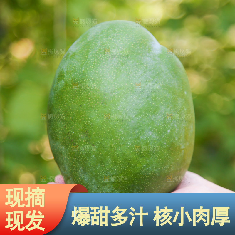 手里拿着凯特大青芒