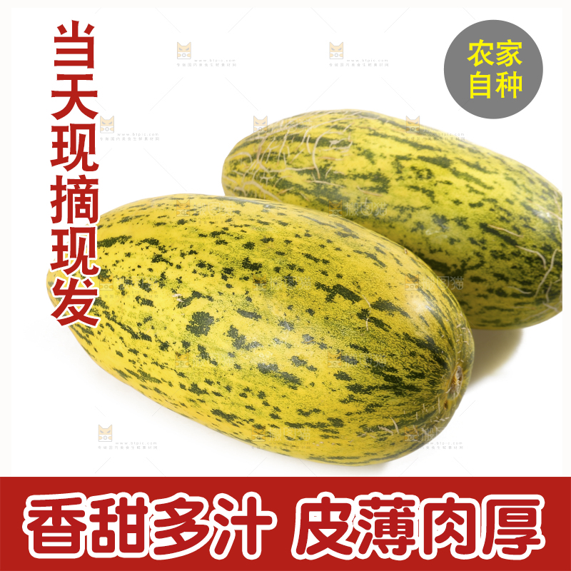 白底上放着新疆伽师瓜