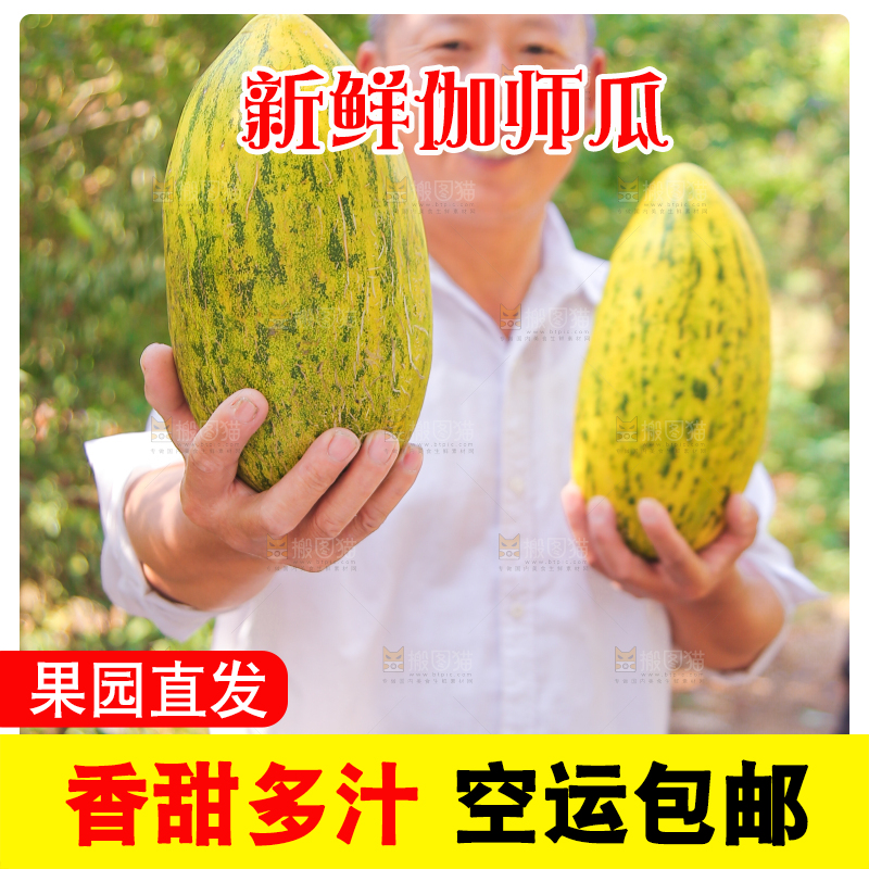 农民手拿着新鲜伽师瓜