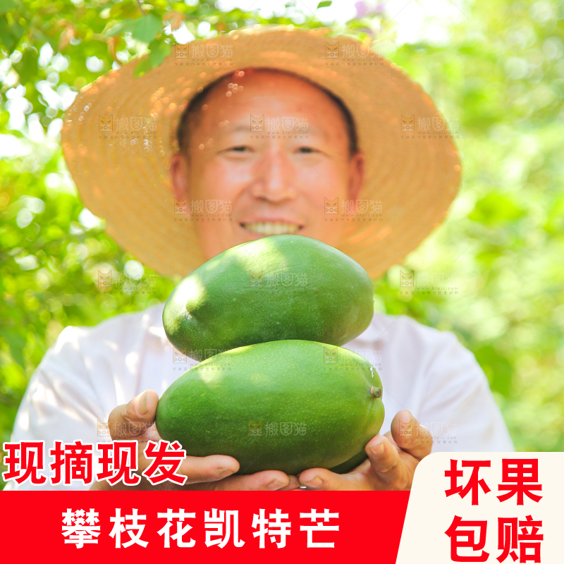 农民手里拿着青皮凯特芒