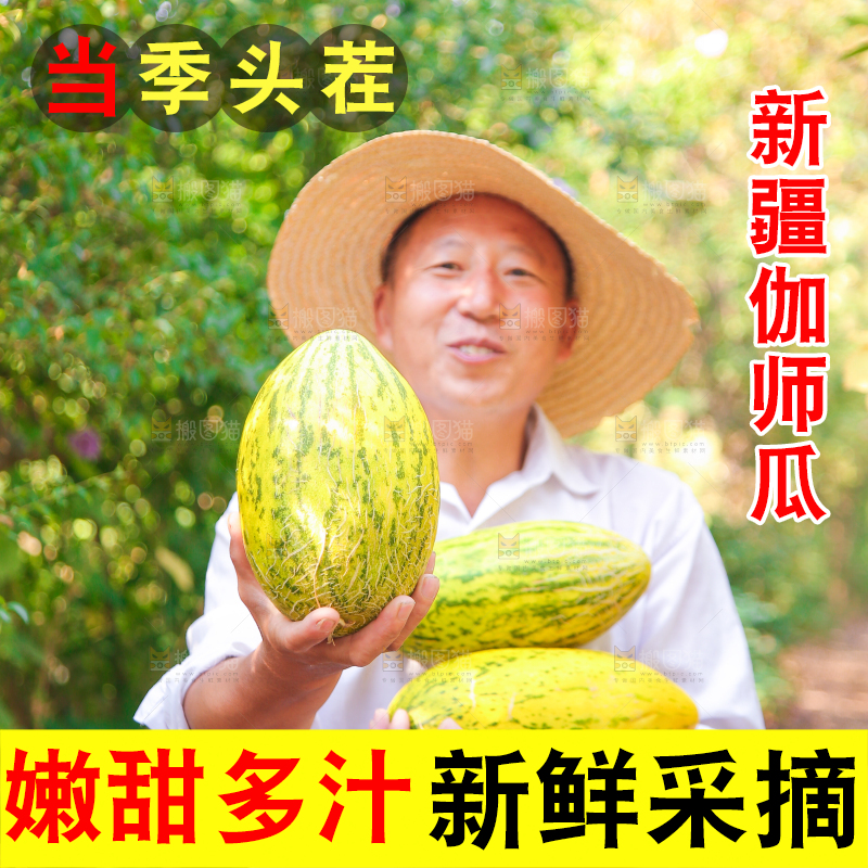 农民手里拿着新疆伽师瓜
