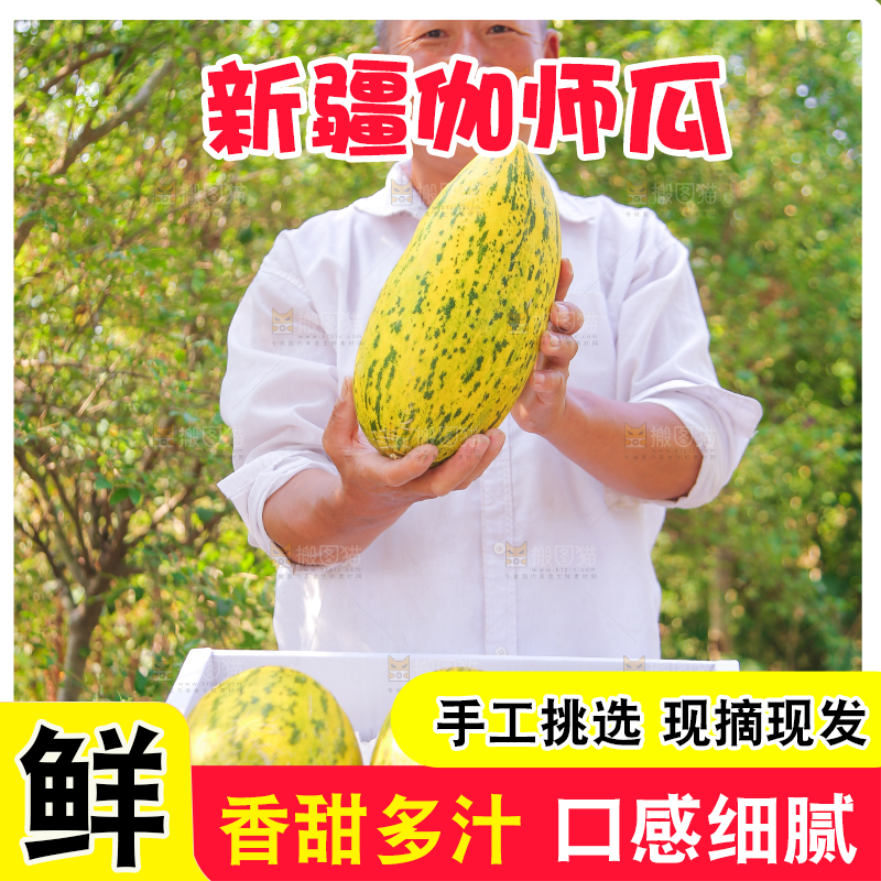 农民手拿着新鲜伽师瓜