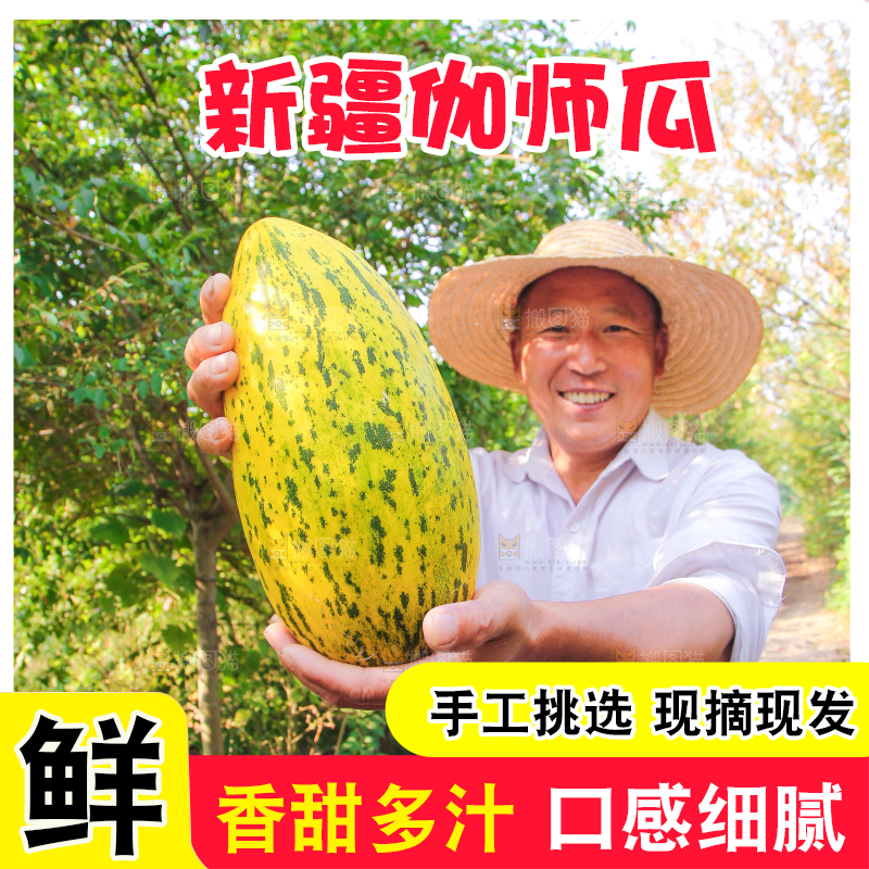 农民手里拿着新疆伽师瓜