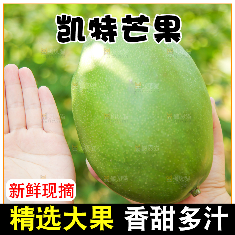 手里拿着凯特大青芒
