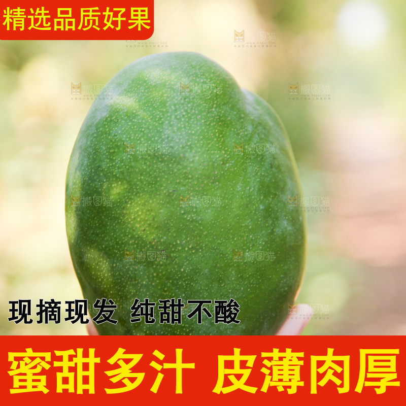 手里拿着凯特大青芒