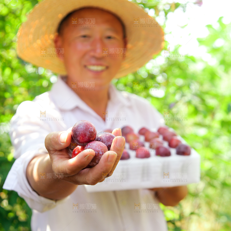 农民手里拿着脆红李