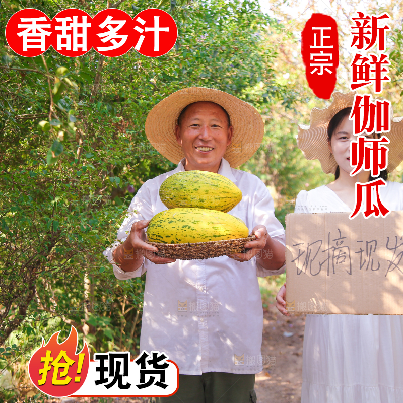 农民手里拿着一篮伽师瓜