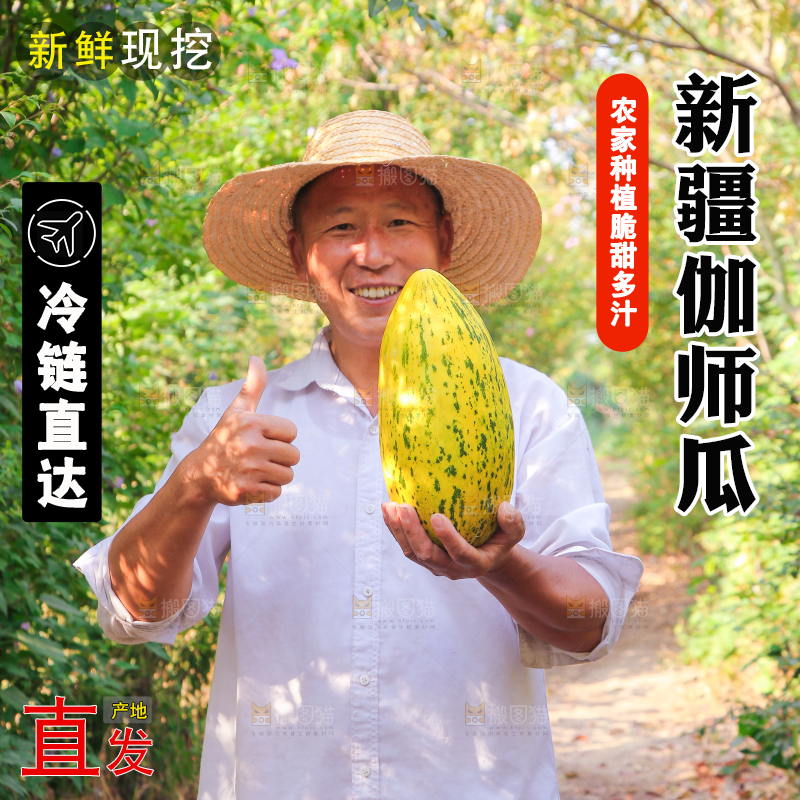农民手里拿着新疆伽师瓜