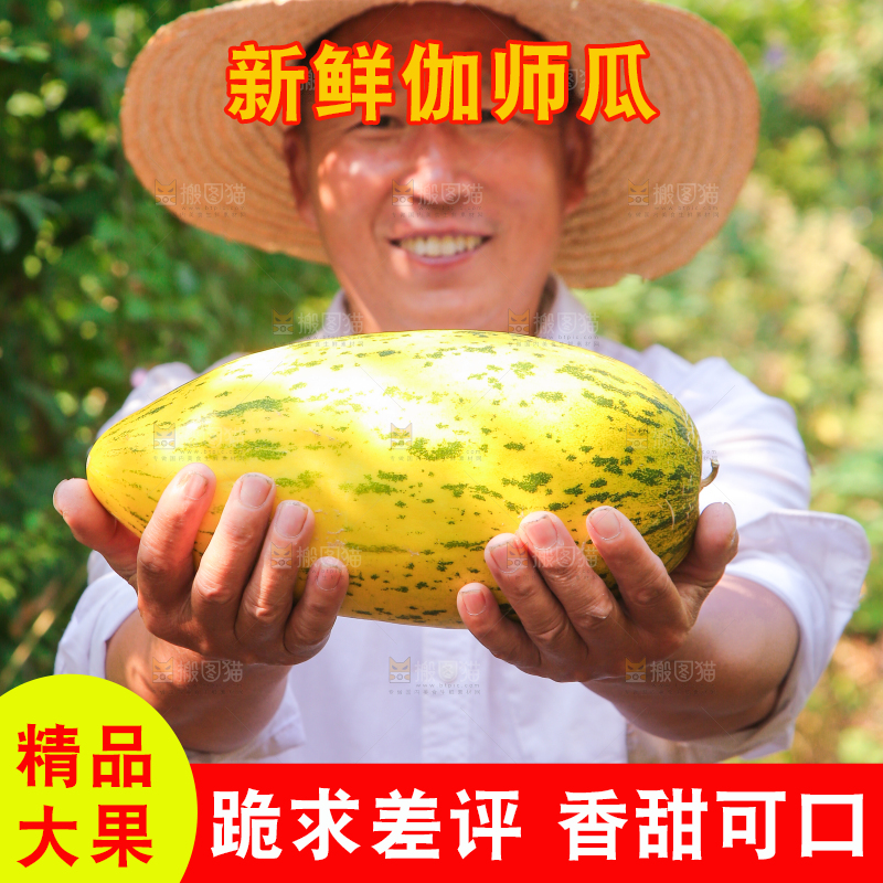 农民手拿新鲜伽师瓜