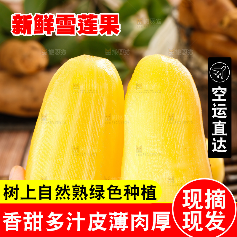 手里拿着雪莲果