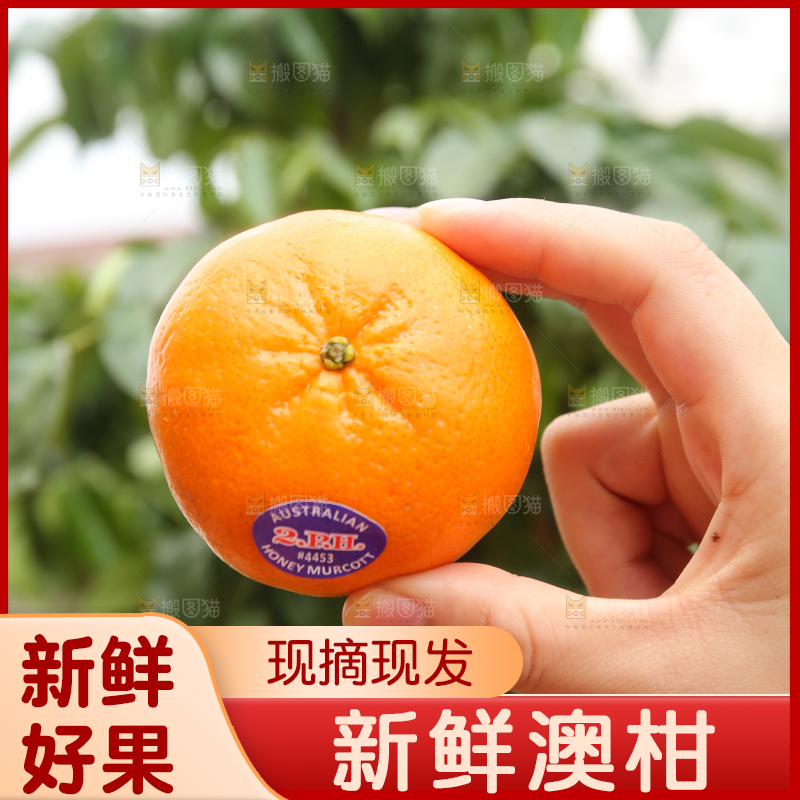手里拿着进口澳柑