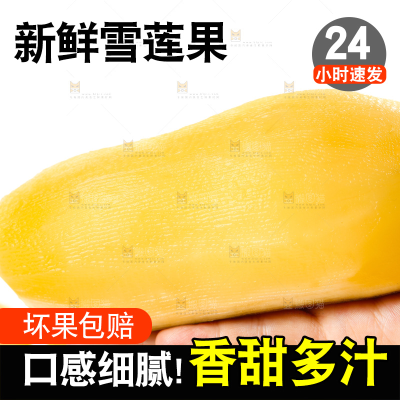 手里放着黄心雪莲果