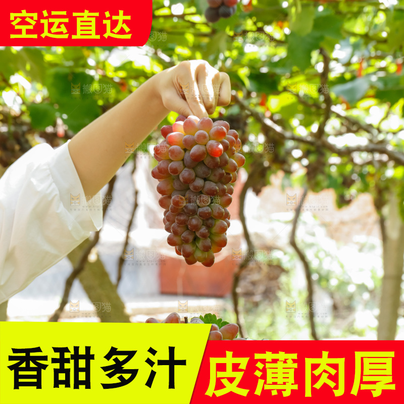 手里拿着茉莉香葡萄