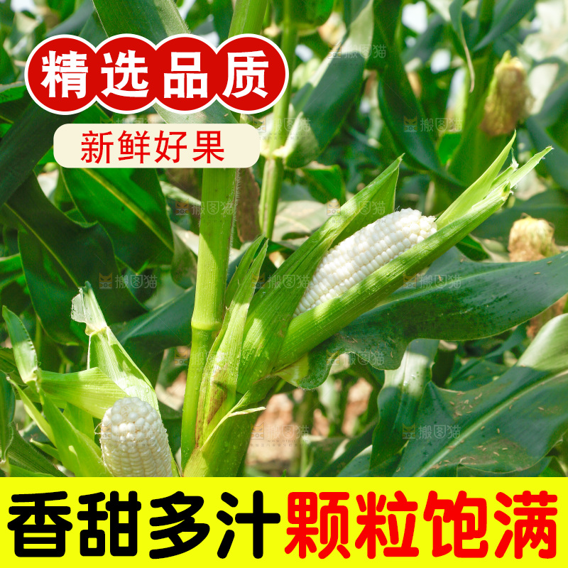 玉米杆上的牛奶玉米