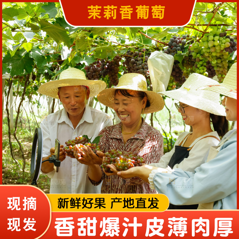 农民手里拿着茉莉香提子