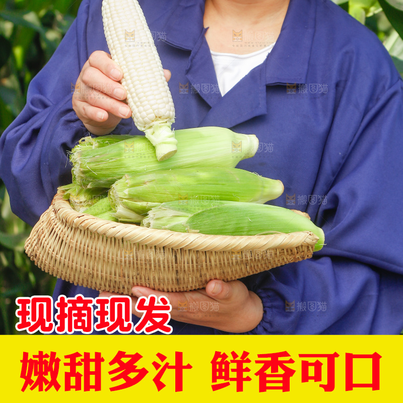 农民手里拿着牛奶玉米