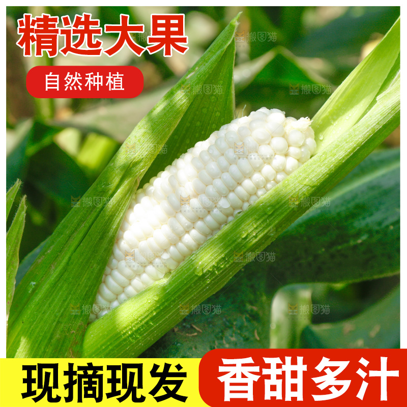 玉米杆上的牛奶玉米