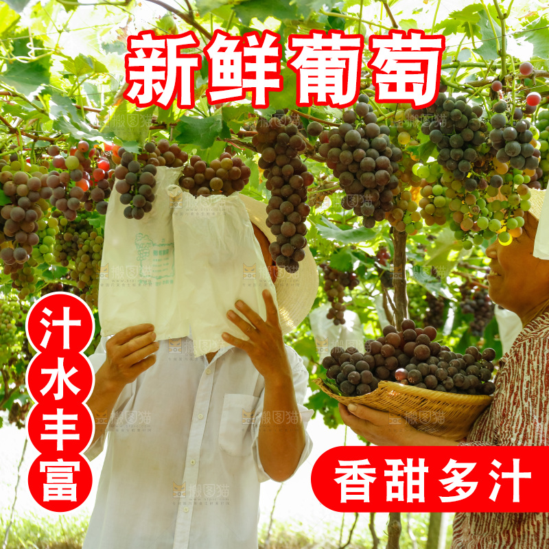 农民正在采摘葡萄