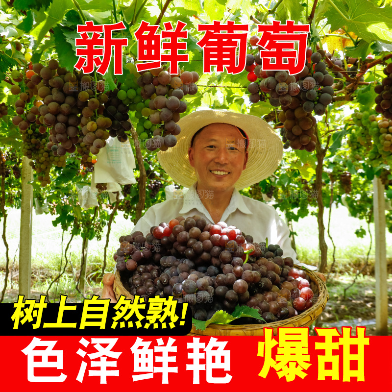 农民拿着一篮巨峰葡萄