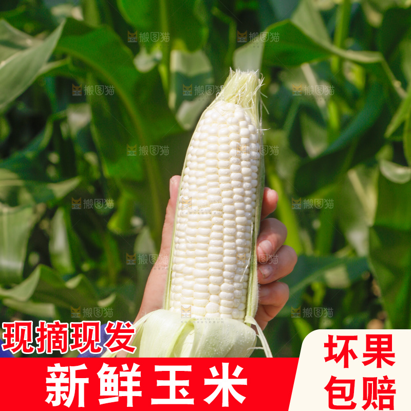 手里拿着白糯玉米