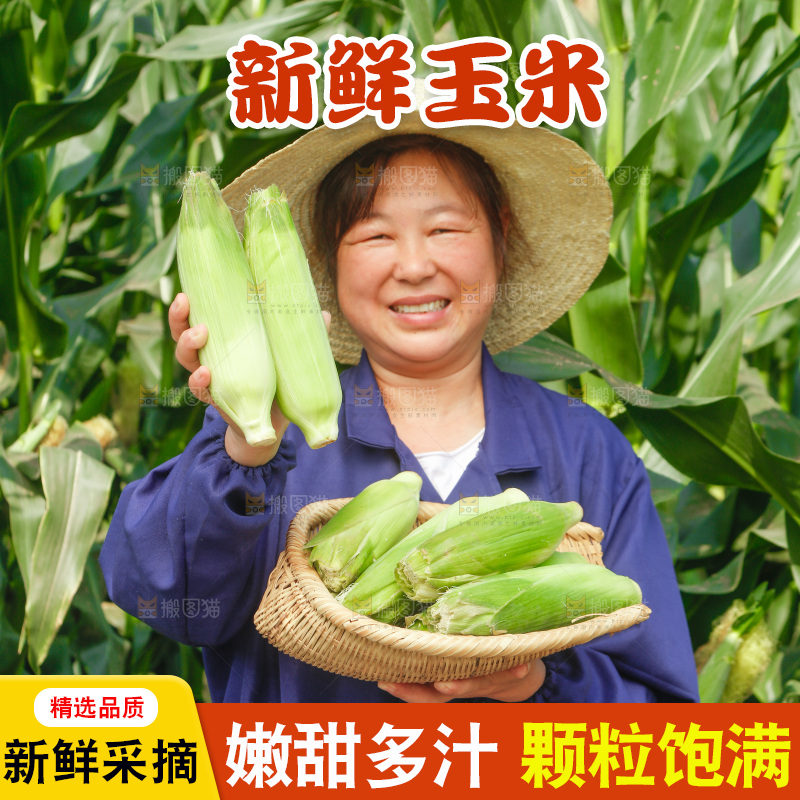 农民手里拿着新鲜玉米