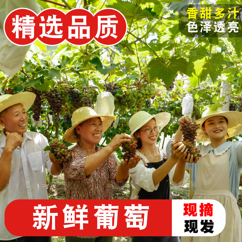 农民正在葡萄园直播