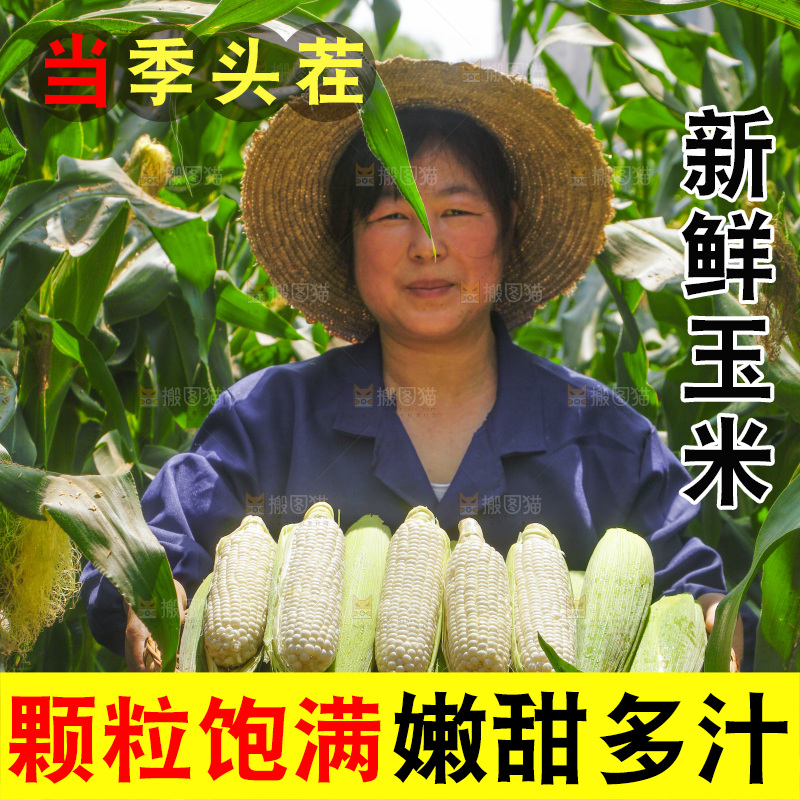 农民手里拿着一筐白玉米