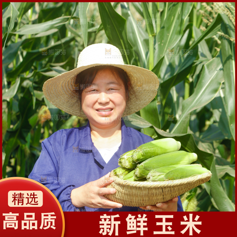 农民手里拿着一筐玉米