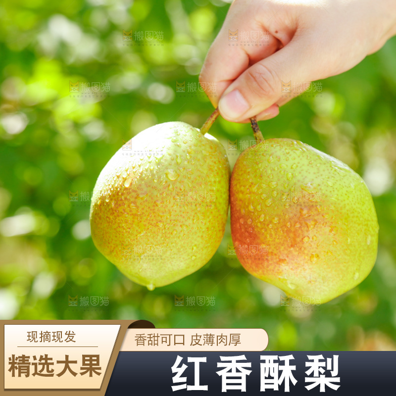 手里拿着红香酥梨