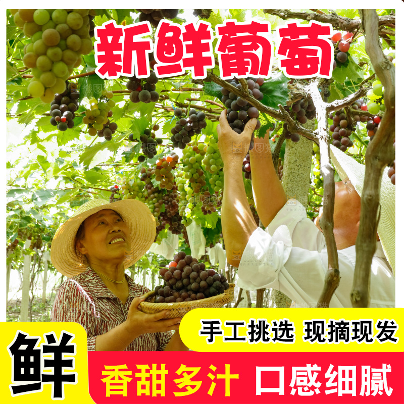 农民正在采摘葡萄