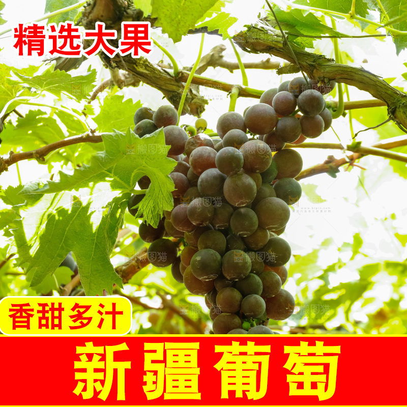 葡萄藤上的大串葡萄
