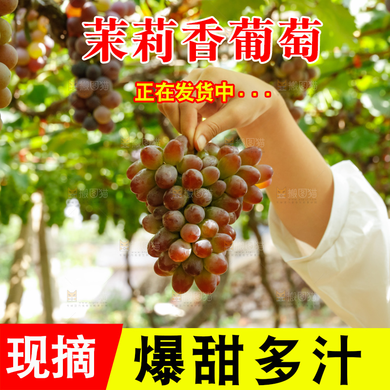 手里拿着茉莉香葡萄