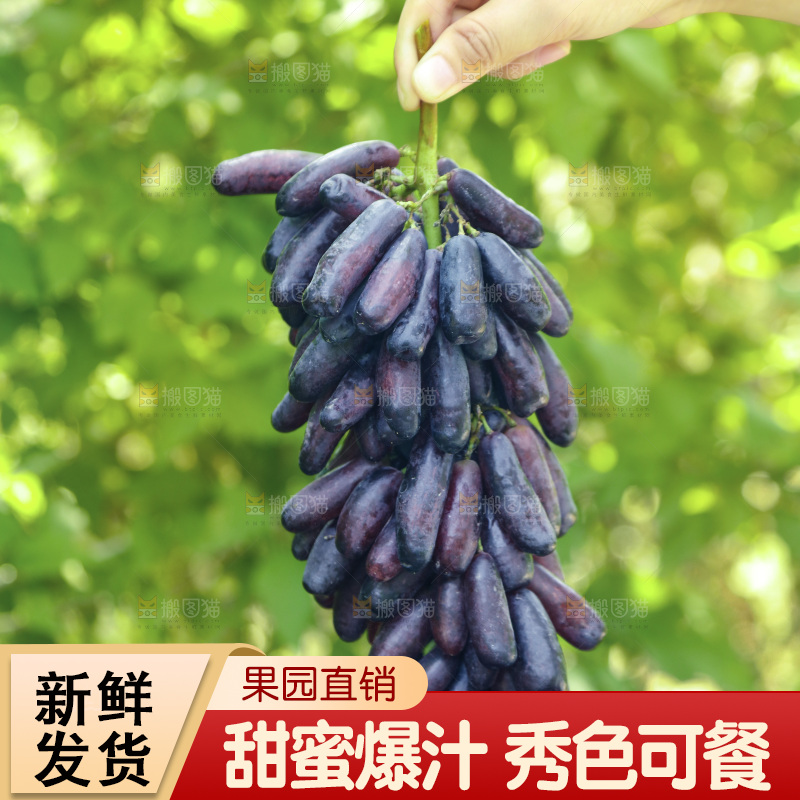 手里拿着美人指黑提