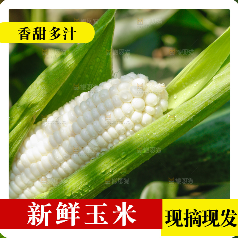 玉米杆上的牛奶玉米