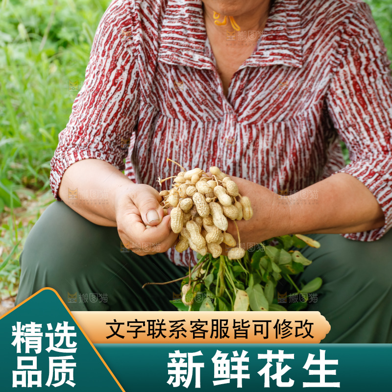 农民正在摘着花生