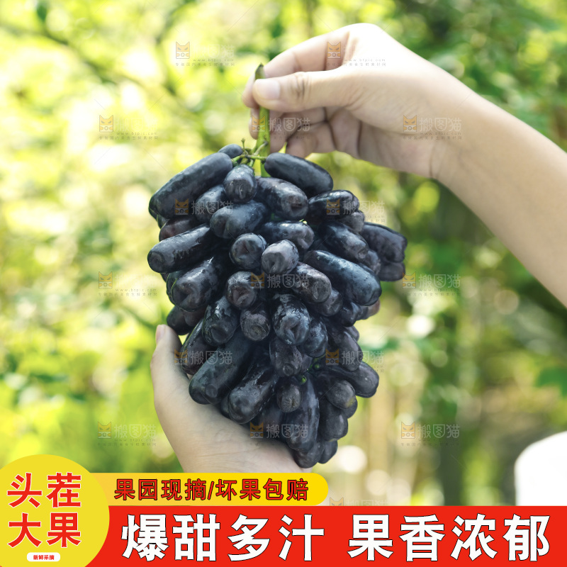 手里拿着一串蓝宝石葡萄