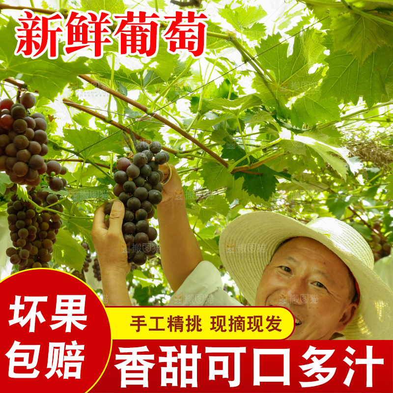 农民正在采摘葡萄