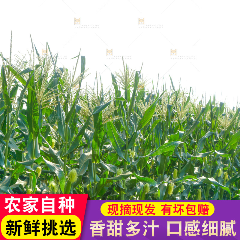 一大片玉米地