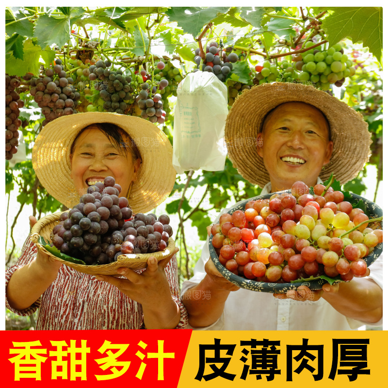 农民手里拿着现摘葡萄