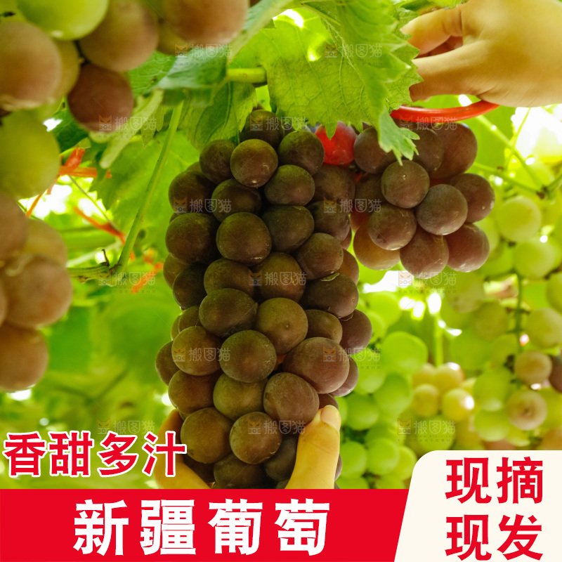 正在采摘紫葡萄