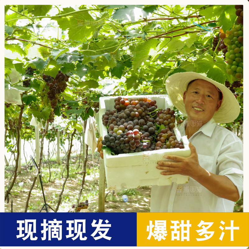 农民拿着一箱葡萄