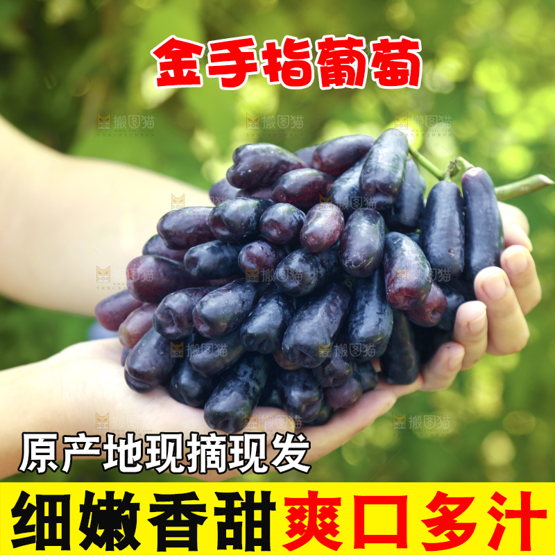 手里拿着美人指黑提