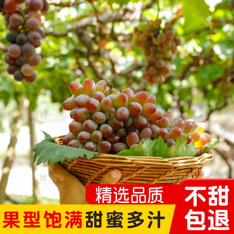 手里拿着一篮茉莉香红提