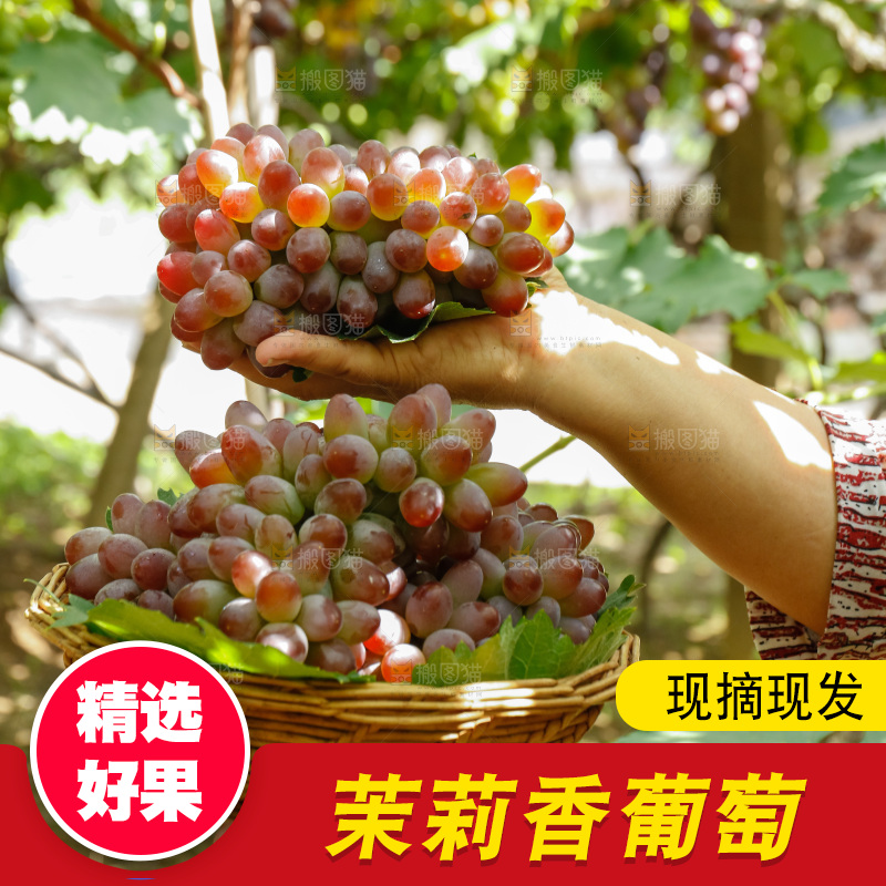 手里拿着茉莉香葡萄