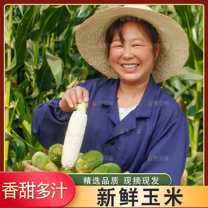 农民手里拿着牛奶玉米