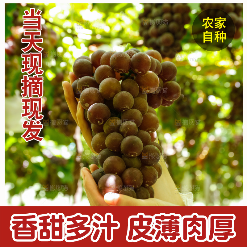 手里拿着一串葡萄