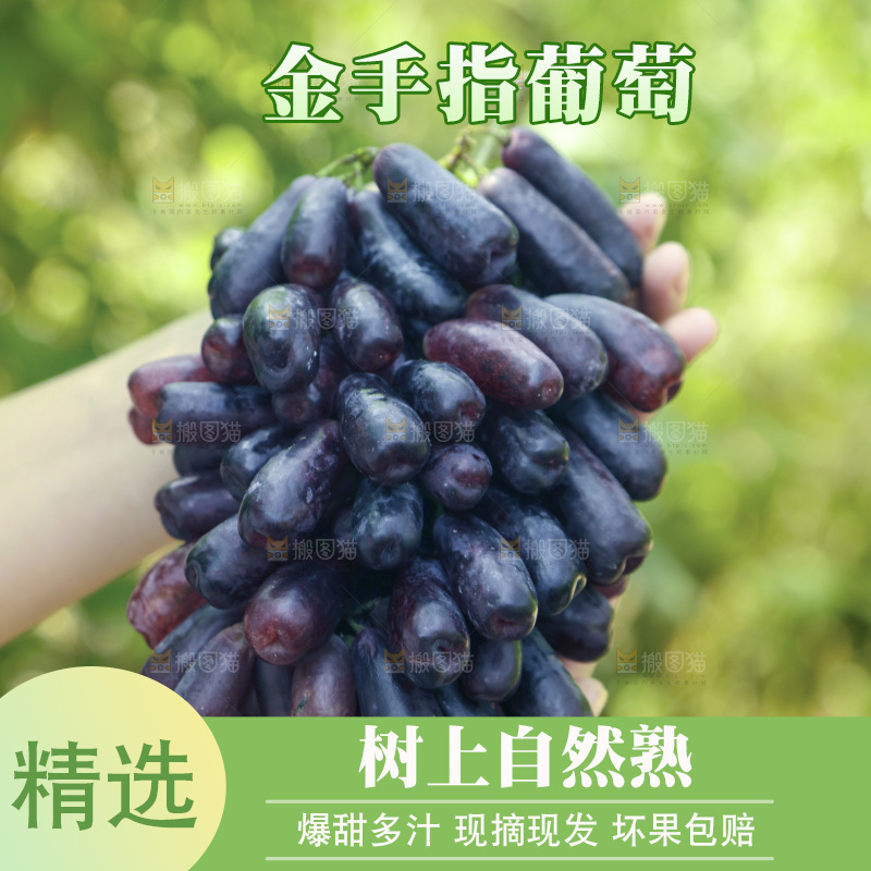 手里拿着美人指黑提