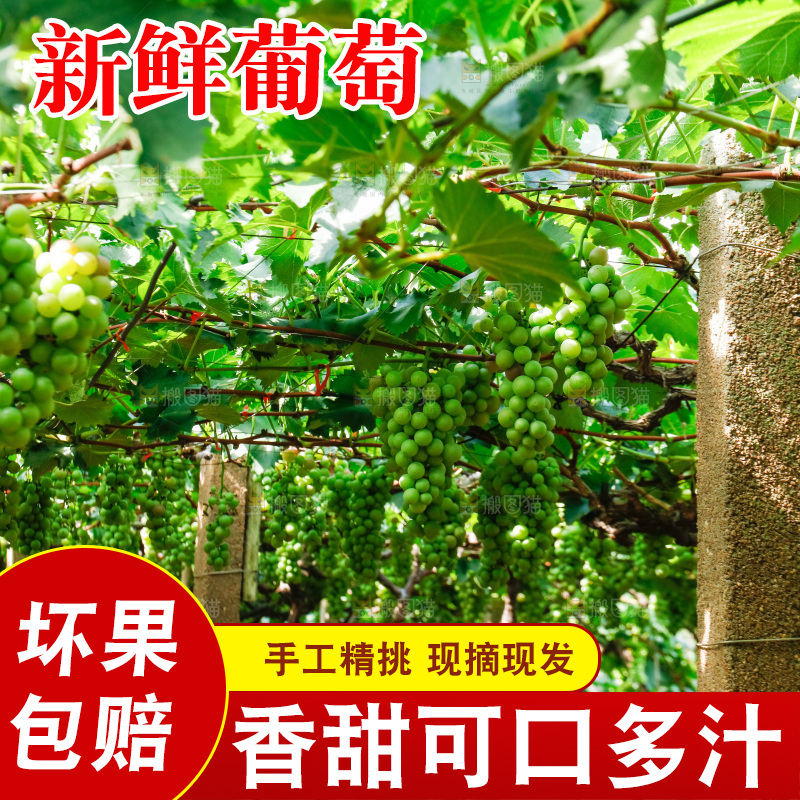 一大片葡萄藤