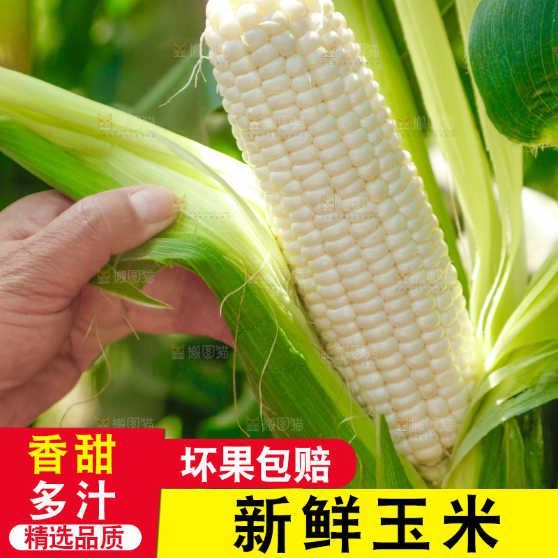 手里拿着牛奶玉米
