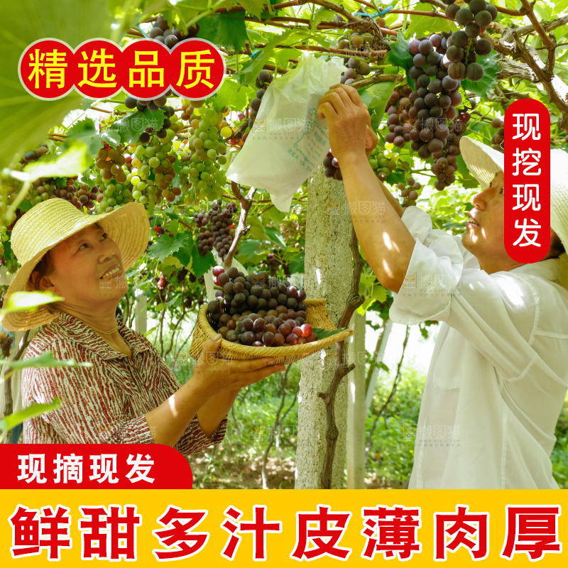 农民正在采摘葡萄